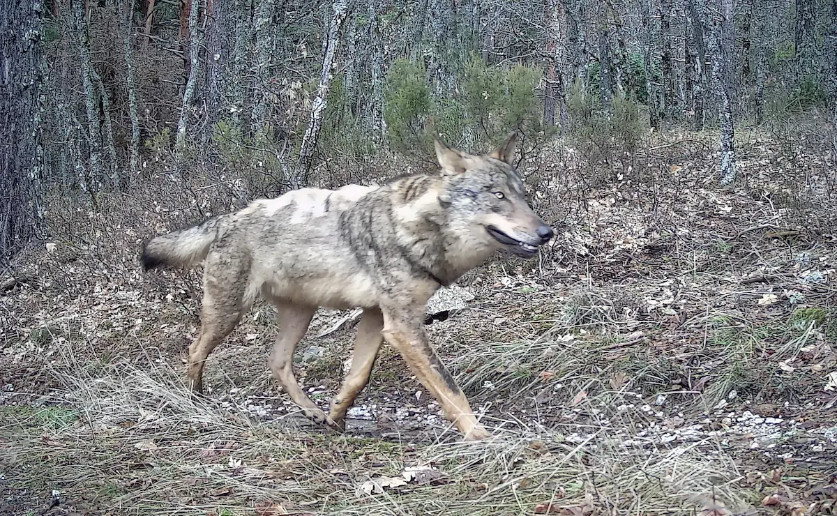 El jabalí, presa principal del lobo en la sierra de Guadarrama
