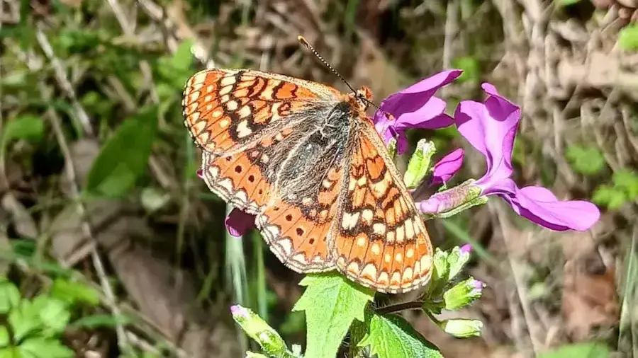 Euphidryas aurina