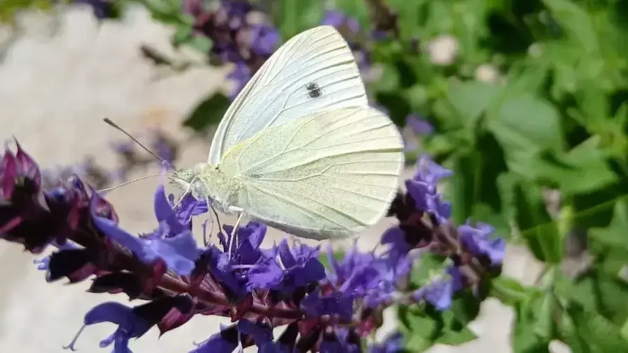 Pieris sp.
