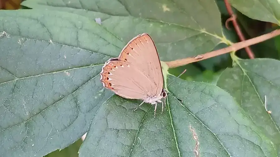 Laeosopis roboris