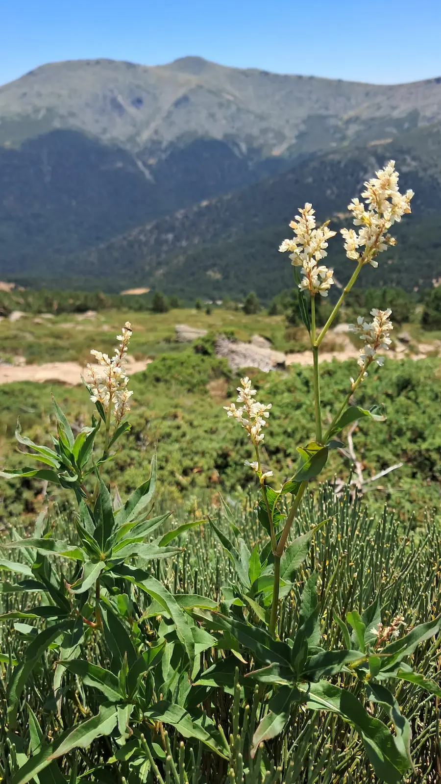 Poligonum alpinum