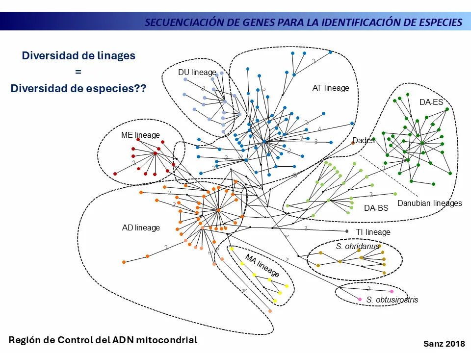 Endemismos ocultos en la trucha común: herramientas genéticas para su identificación y conservación