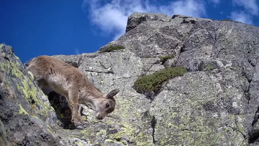 La cabra montés en la sierra de Guadarrama
