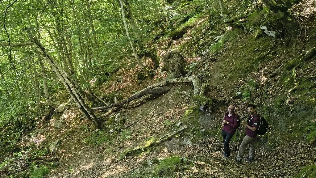 Camino a través de un hayedo
