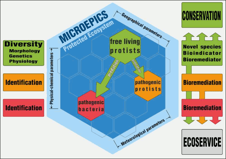 microepics schema