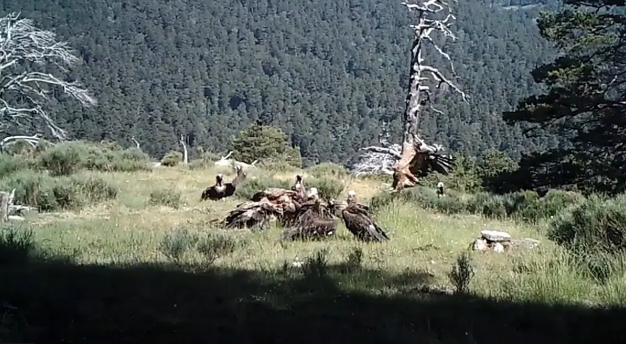 Desproporción entre especies