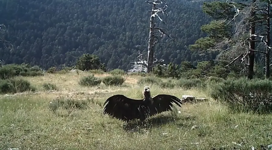 Otros comportamientos