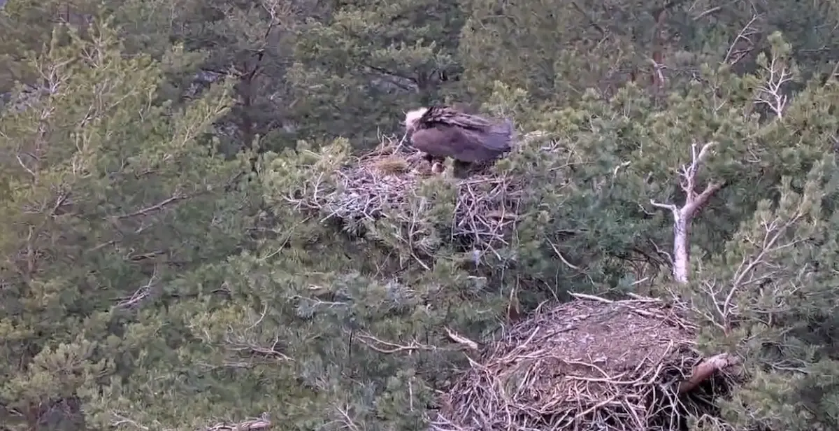 La reproducción: la puesta del huevo