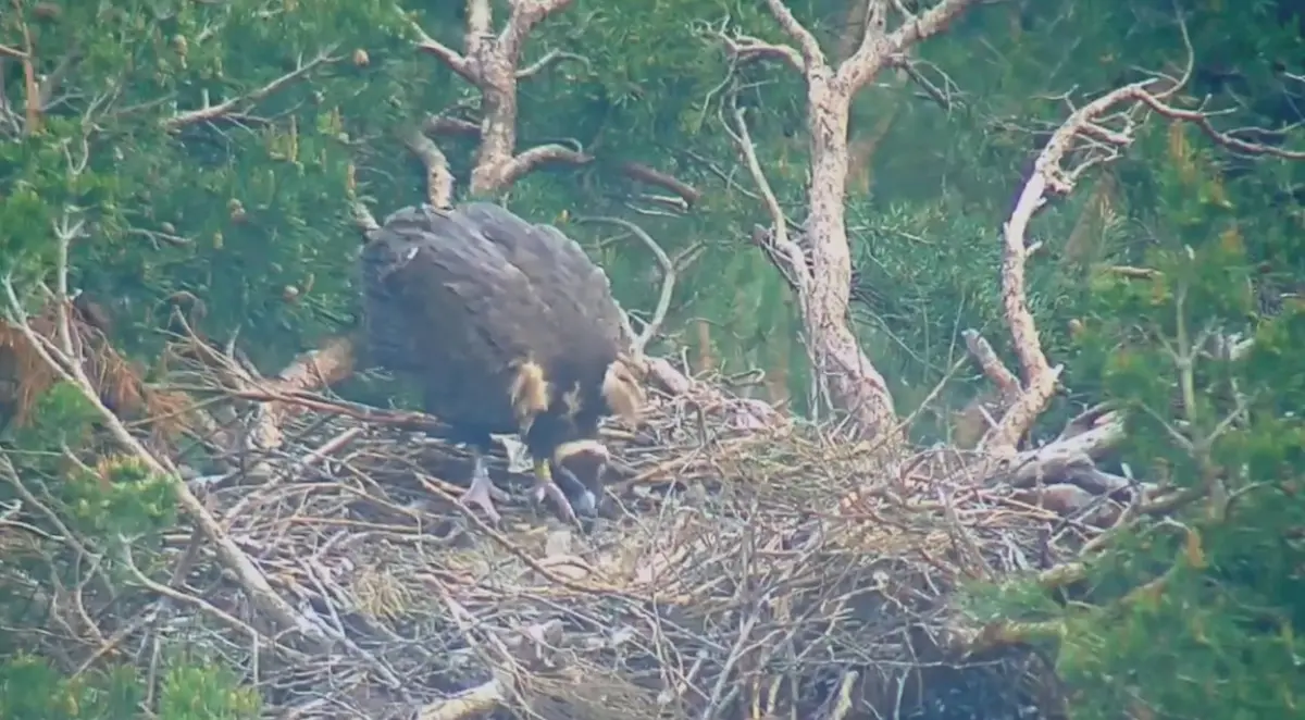 La reproducción: cuidados del pollo