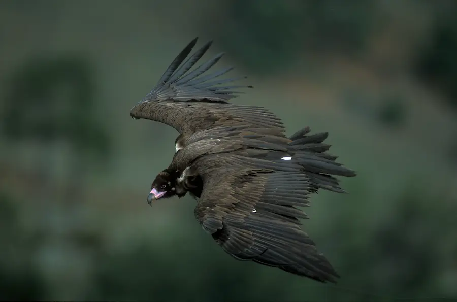 Buitre negro en vuelo