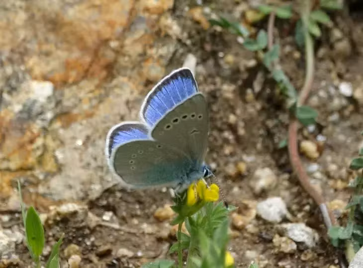 mariposa 1