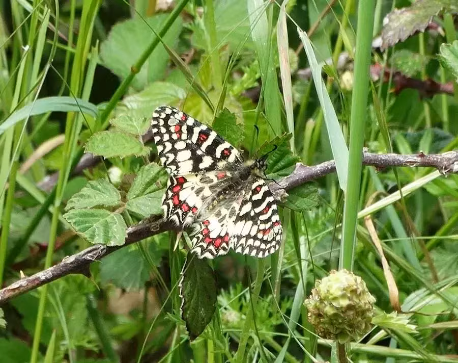 mariposa 2