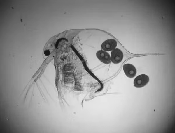 Daphnia