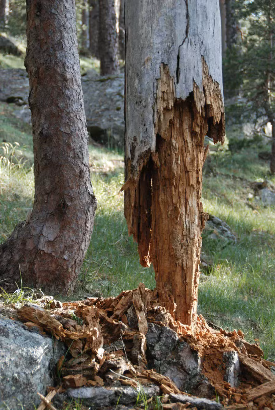 028 02 pino sietepicos