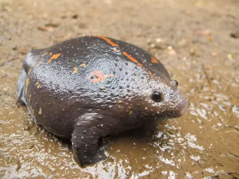 sapo excavador