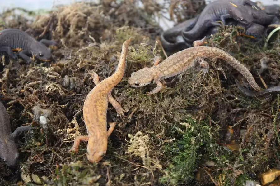 SOSanfibios2 post02 foto1