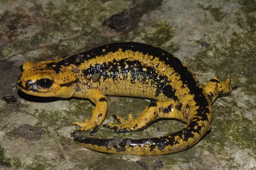 Salamandra común