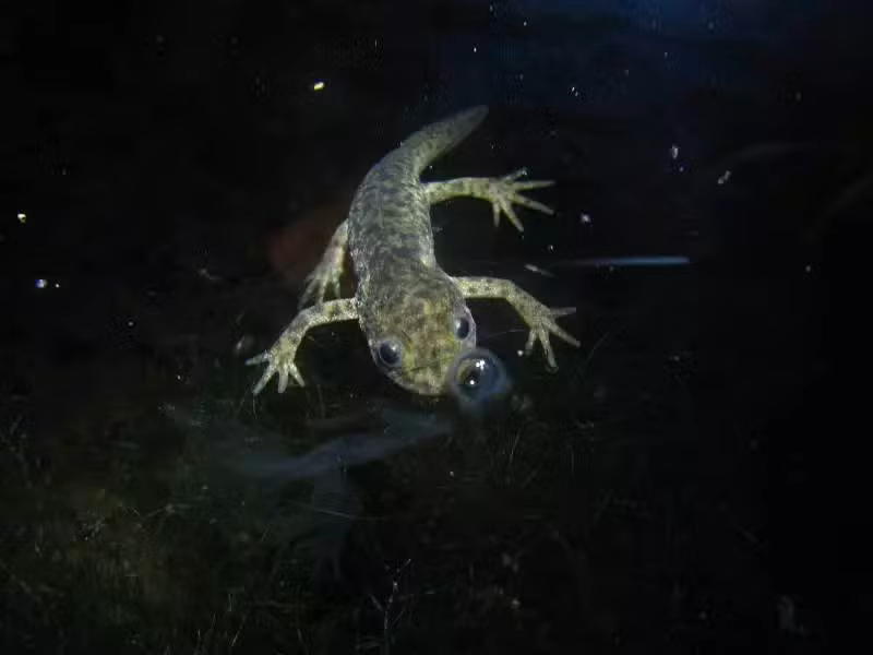 gallipato
