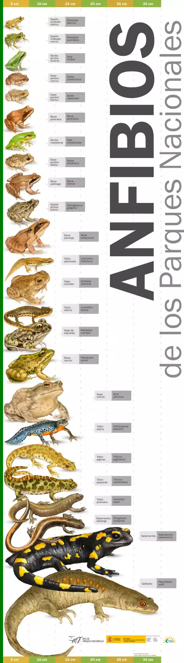 anfibios parques