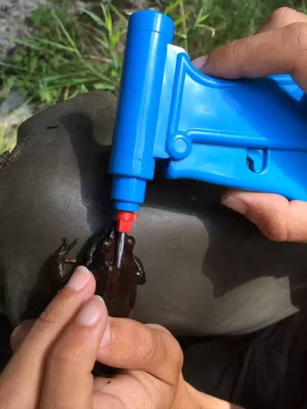 marcaje microchip