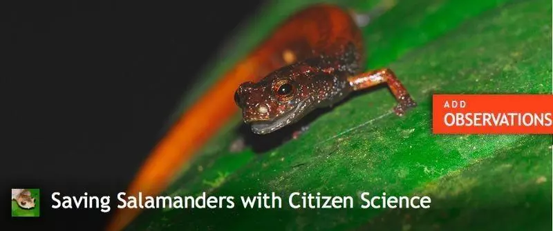 salamander citizen
