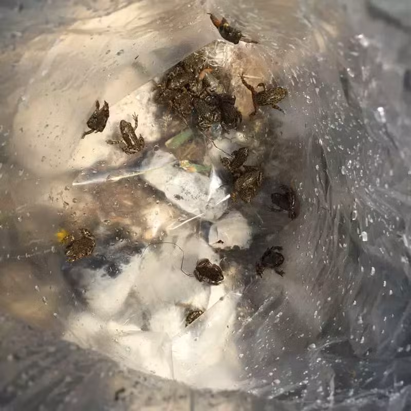 sapillos  rescatados