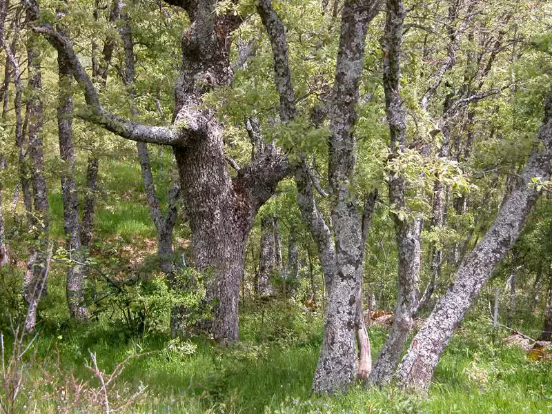 Cartografía de la vegetación del Alto Lozoya