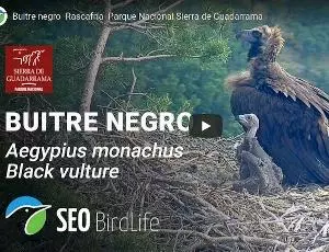 Webcam Buitre Negro