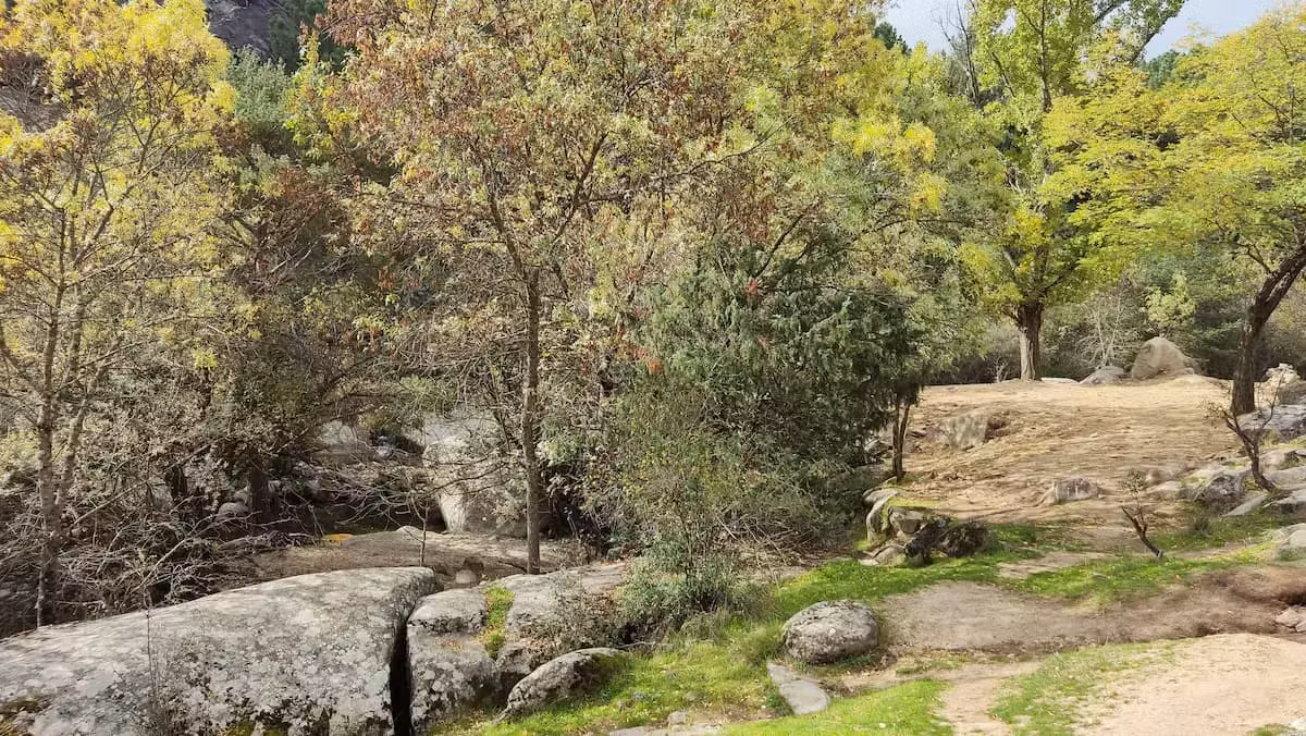 Vegetación de ribera  en el entorno de La Foca