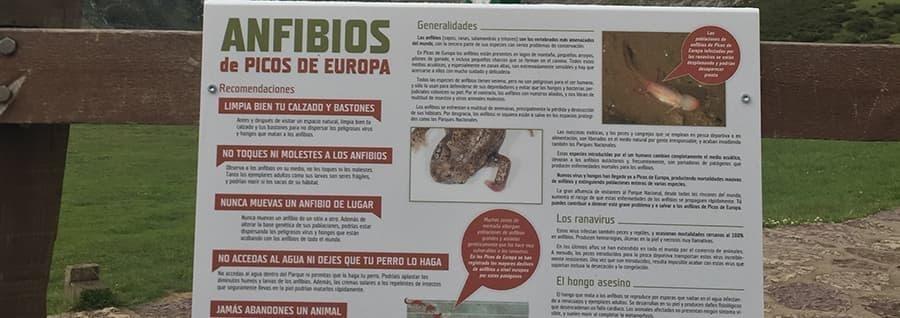 Ranavirus, el gran enemigo de los anfibios en el Parque Nacional de Picos de Europa