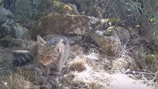 Estrenamos un videoblog sobre fauna