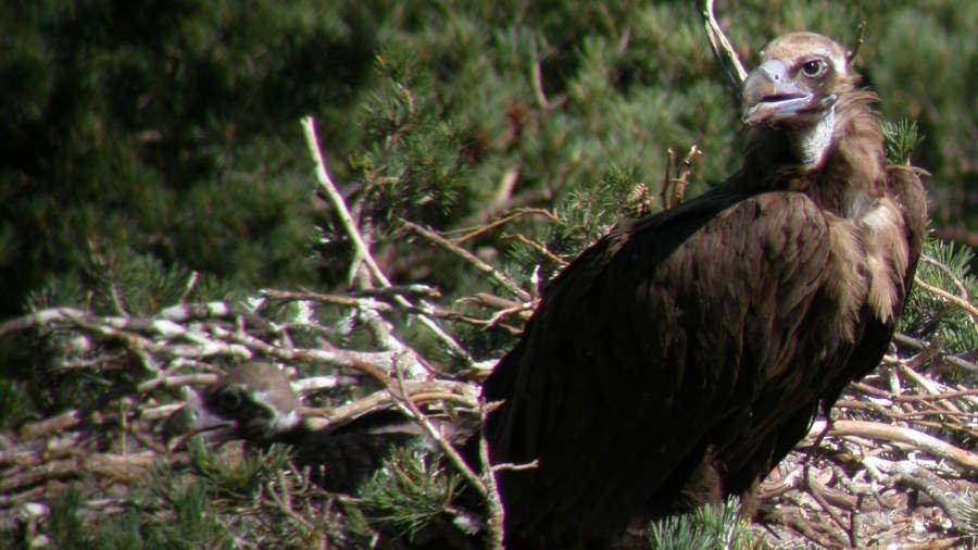 Nueva temporada de la #webcambuitre negro en el corazón del Parque Nacional Sierra de Guadarrama