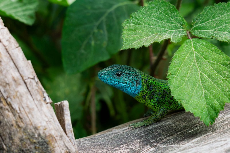 Lagarto verdinegro