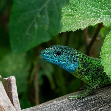 Lagarto verdinegro