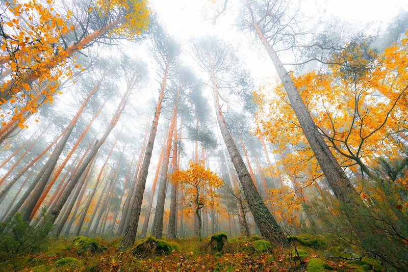 Guardianes del bosque
