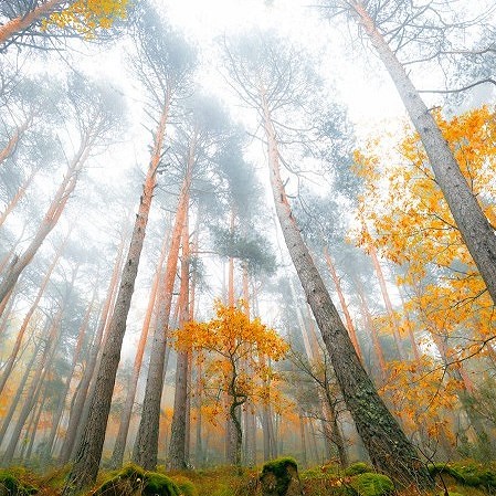 Guardianes del bosque